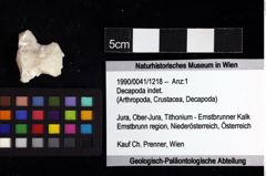 Foto (Objket + Etiketten) von Decapoda indet. 